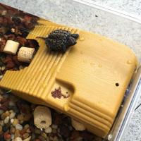 Plataforma De Terraza Para Tortuga Con Ventosa Doble Ruta De Natación En Acuario Suministros De Mascotas Plásticos Para Tortugas - details 10
