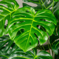 Arbusto De Monstera Artificial 70-100cm Hojas De Tortuga Verdes Plástico Simulación Alta Para Decoración De Jardín Oficina Interior - details 9