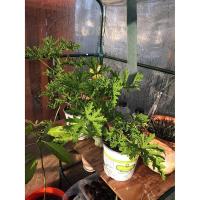 Cubiertas De Plantas Protección Contra Heladas Reutilizables Impermeables Y Resistentes Al UV Carpa De Jardín Invernadero Para Verduras - details 5