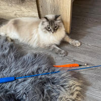 Juguete Interactivo Para Gatos Varita Retráctil Con Pluma Y Campana Entrenamiento Y Ejercicio Para Mascotas De Interior Material Plástico - details 9
