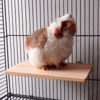 Plataforma De Madera Para Mascotas Juguete De Pájaro Para Periquitos Accesorios Para Hamsters Gerbils Y Rattus Saltar Plataforma Hogar Suministros - details 2