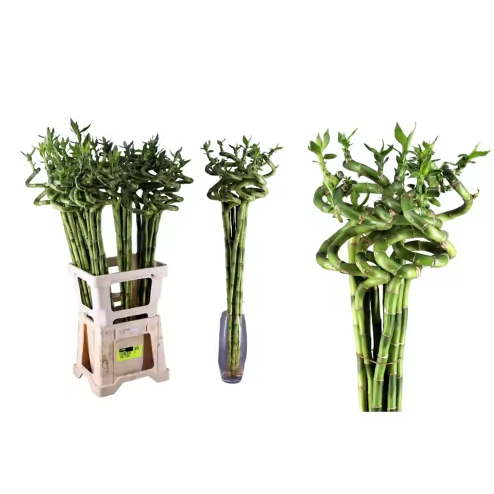 Pack de 10 Unidades. Planta Bambú Espiral de la suerte Lucky Bamboo.Segura Garden. Fácil cuidado, aporta buena energía según el feng shui, y su elegante presencia mejora la decoración interior. ¡Su significado auspicioso trae buena fortuna! - 1