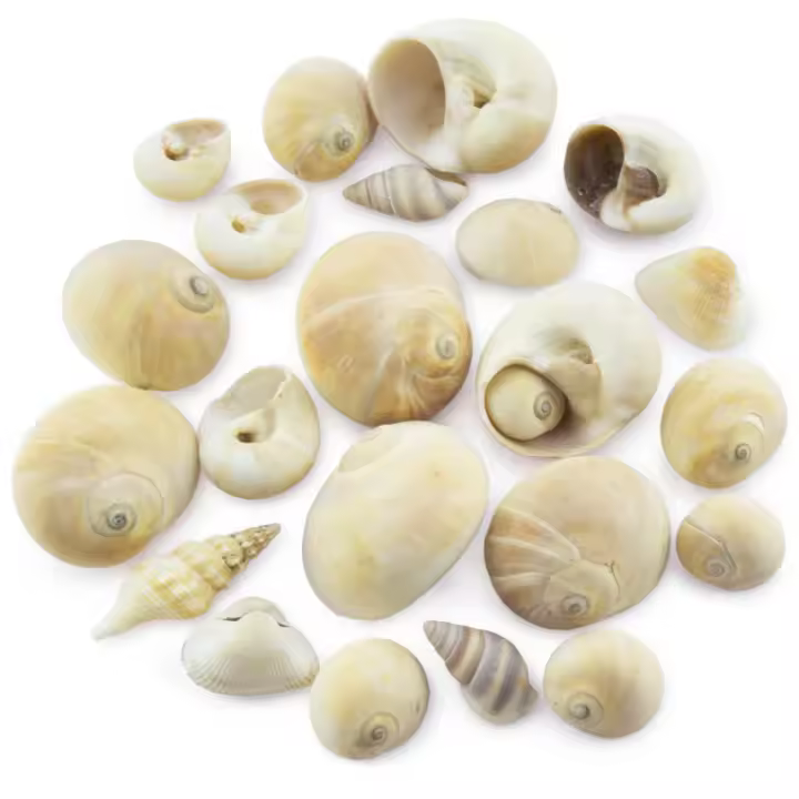Caracolas Island | Conchas del mar para Manualidades y Decoración | Bolsa de 90 g | Tamaño y Tonalidad Variados | Crea Detalles Únicos con Elementos Acuáticos Naturales - 1