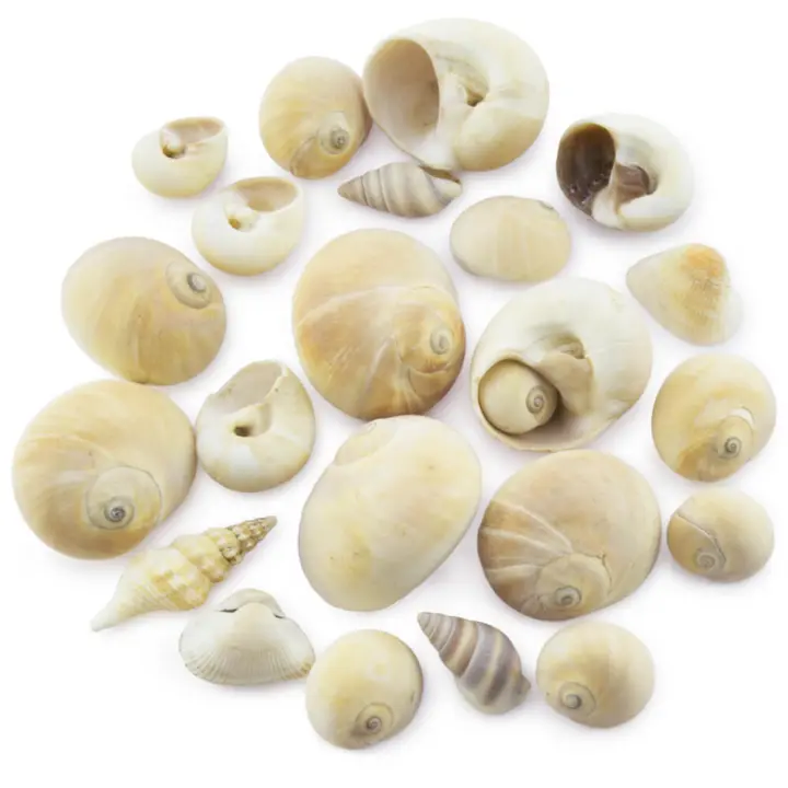 Caracolas Island | Conchas del mar para Manualidades y Decoración | Bolsa de 90 g | Tamaño y Tonalidad Variados | Crea Detalles Únicos con Elementos Acuáticos Naturales - 1