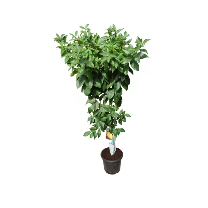 AzJardin-  Limonero Eureka  - Planta viva de 4 estaciones en maceta de 25cm - Altura total aprox 1.7m - Limones todo el año - 1