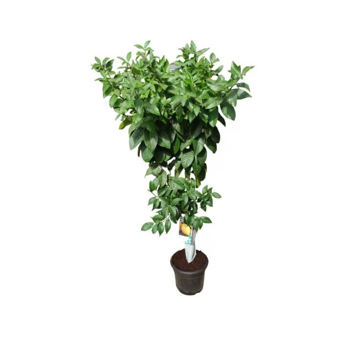 AzJardin-  Limonero Eureka  - Planta viva de 4 estaciones en maceta de 25cm - Altura total aprox 1.7m - Limones todo el año - 1