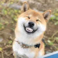 Dientes Falsos Para Perro Divertidos Disfraz De Dentadura Dental Para Decoración De Mascotas Halloween Cosplay Humanos Y Vampiros Juguetes De Interacción - details 31