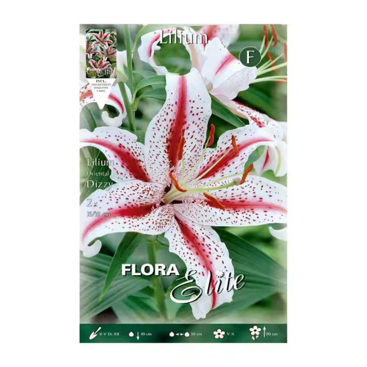 Elite Bulbo Lilium Oriental Dizzy - Pack de 20 Unidades - 1