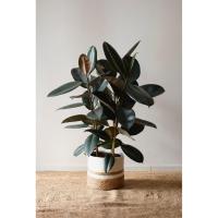 Ficus Robusta Elástica | Planta Natural interior 60cm 80cm | ideal decorar ambientes locales comerciales casas restaurantes vidrieras - details 3