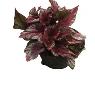 Begonia beleaf - 1