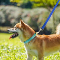 Correa De Entrenamiento Para Perros De Nylon 1.5M 3M 4.5M 6M 10M Lanyard De Traction Para Pequeños Y Grandes Perros Lead Item - details 1