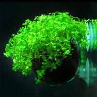 Maceta Para Plantas Acuáticas De Vidrio Decoración Para Acuario Juego De Accesorios Para Cultivo De Algas Y Plantas Aquáticas - details 6