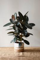Ficus Robusta Elástica | Planta Natural interior 60cm 80cm | ideal decorar ambientes locales comerciales casas restaurantes vidrieras - details 4