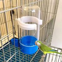Dispensador De Agua Para Pájaros 120ml/240ml/490ml Transparente Con Diseño De Cierre Pet Suplementos Alimenticios Plástico - details 1