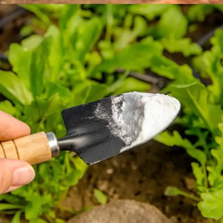 Insecticida y Fungicida Ácido Bórico BricoLoco.com - Control de Plagas - 900 gramos - 1