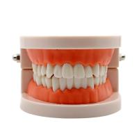 Modelo Dental Estándar De Dientes Humanos Para Enseñanza Y Estudio Práctica De Limpieza Perfecto Para Niños Montessori - details 13