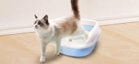 Nobleza - Arena para Gatos de sílice Camada para Gatitos de Gel de Diamante 3.8L Absorbente, Cómodo Biodegradable Sabor a Limon - details 3