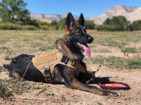 Arnés Militar para Perro Grande, Conjunto de Correa y arnés táctico para Perro Pastor Alemán, Chaleco de entrenamiento - details 15