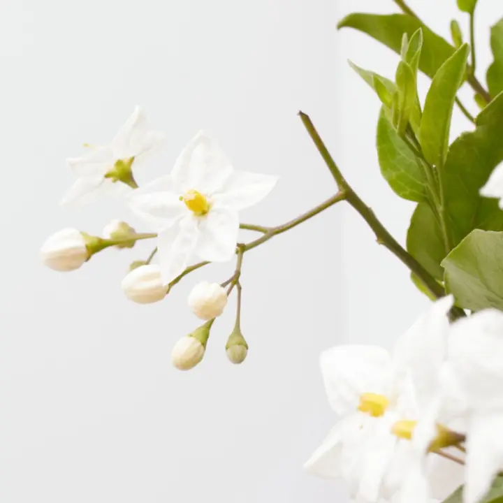 Verdecora - VELO DE NOVIA Planta Natural de Exterior - Solanum jasminoides - Variedad de Colores - 1