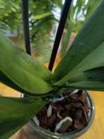 Phalaenopsis Premium en Maceta Cerámica - Orquídea de Alta Calidad - details 2