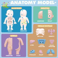 Puzzle 3D De Anatomía Humana Montessori Para Niños HUIQIBAO Juguete Educativo De Aprendizaje Para Niños Modelos De Organos Corporales Instrumento De Enseñanza - details 5