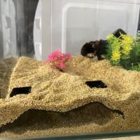 Cueva Subterránea Con Apariencia Natural Para Acuario Escondite Acuático Subyacente Túnel Decoración Para Peces Y Vida Acuática - details 0