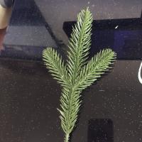 10 Pcs Ramas De Pino Artificiales Para Decoración De Navidad Accesorios Para Árbol De Navidad DIY Decoraciones De Año Nuevo Para Niños - details 5