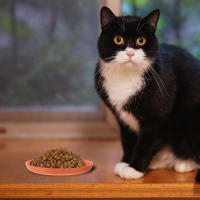 Juego De 4 Tazas De Alimentos Para Gatos Con Diseño De Gato Anti-Fatiga Platos Planos Para Acuarela Y Alimentos Dish Para Mascotas Interiores Material PP Resistente - details 2
