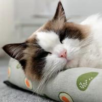 Sofá De Mascota Hecho De Rotura Tejido De Rattan Matriz Para Perros Y Gatos Pequeños Y Medianos Almohadilla De Descanso Transpirable Para Cachorros Y Gatitos - details 2