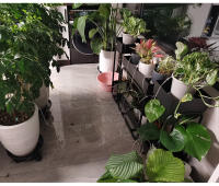 Nuevo Sistema De Riego Por Drip Automático Para Invernadero Controlador De Bomba De Agua Para Riego De Plantas En Macetas Timer De Jardín - details 18