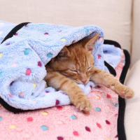 Manta Suave Y Fluffy Para Mascotas Con Patrón De Puntos Cómoda Y Caliente Para Gatos Y Perros Pequeños Y Grandes Almohadilla De Descanso Para Mascotas - details 3