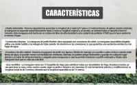 GREEN GOF Manguera de Jardín Premium 7,5m con boquilla de pulverización de 10 funciones, ligera y extensible, con conectores de latón. Alta resistencia con núcleo de látex. Se expande de 2,5 a 7,5 Metros. - details 3