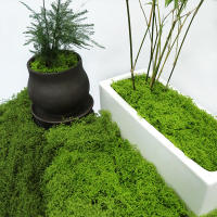 1PC DIY Hierba Artificial Verde Fresca Moss Para Jardín Terrariums Decoración De Centros De Mesa De Boda Micro Paisaje De Leno - details 3