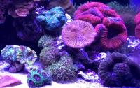 Luz LED ZETLIGHT ZA-1201AI Para Acuario Marino Y Arrecife De Coral Con Control WiFi Blanco Azul Adecuado Para SPS LPS Tipo De Montaje Clips-on Potencia 16W - details 5