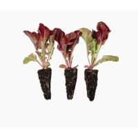 Plantel de Huerta Pack x 10 unidades | 5 lechuga Morada + 5 Lechuga Trocadero | kit de huerto | plantines de huerta | arma tu propias ensaladas | lechuga | tu huerta en casa | calidad excelencia | huertas natural | citrus Flowers plants  vivero online - details 1