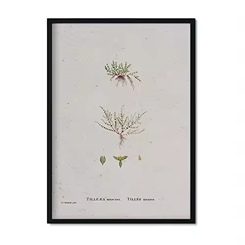 Nacnic Lámina Naturaleza 139. Pósters Ilustraciones Acuarela Pierrejoseph Redouté - 1