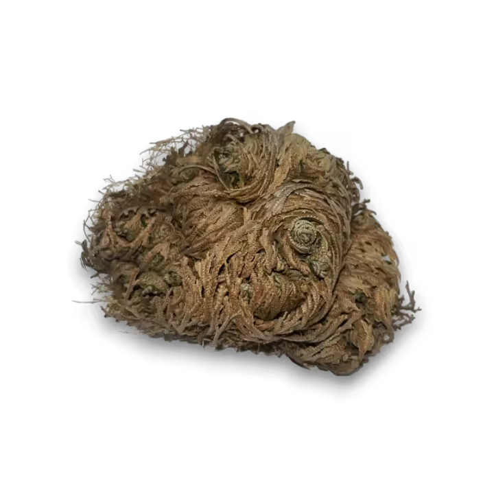 Rosa de Jericó Planta de la Fortuna y la Prosperidad - 1