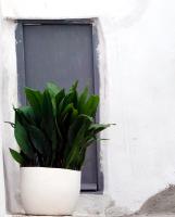 1 Planta natural Aspidistra. Pilistra. Altura 60 - 70 cm. Segura Garden. La aspidistra es una planta resistente, de bajo mantenimiento y purificadora de aire, ideal para jardines. Aporta elegancia y prosperidad visualmente. - details 0