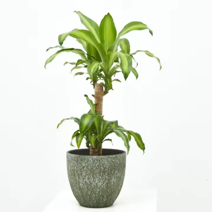 Verdecora Tronco de Brasil - Planta Natural de Interior Resistente y Purificadora de Aire - 1