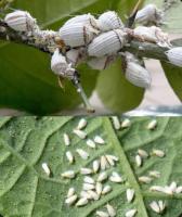 Insecticida Sistémico Epik 10gr  - Mata pulgones - Mosquita Blanca - Escarabajo Patata - fumigación de plantas - Control de plagas- Jardin y Fertilizantes - Exterminador de plagas en plantas- Citricos- Arbustos - Arboles - Cesped- Plantas en general - details 3