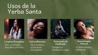 Conjunto MUT22 de 5 Atados de Hierba Santa 10 Cm - Purificación y Armonía | Salvia Apiana 100% Natural - details 1