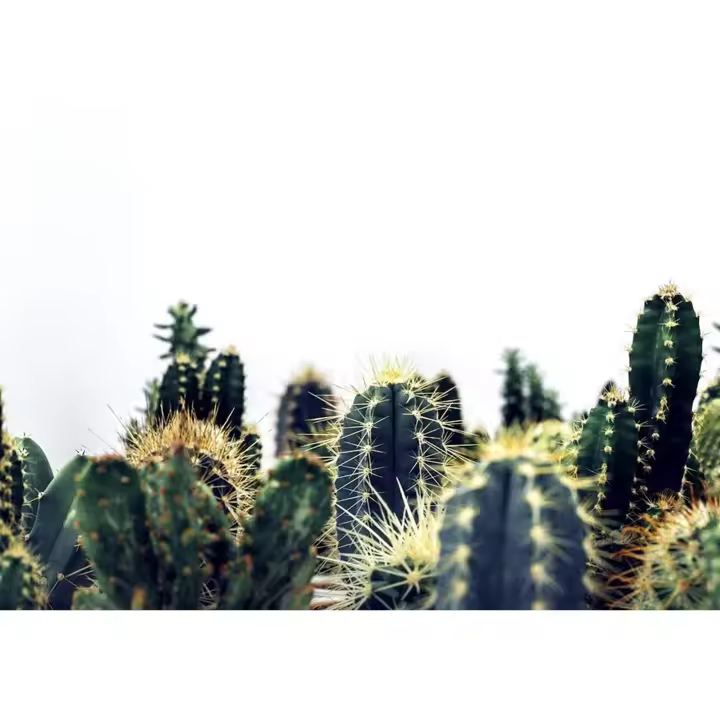 Planta Pack de 20 Cactus Mix. Segura Garden. Los cactus son ideales para jardines por su bajo mantenimiento, resistencia a condiciones extremas y capacidad para conservar agua. Embellecen sin complicaciones. - 1