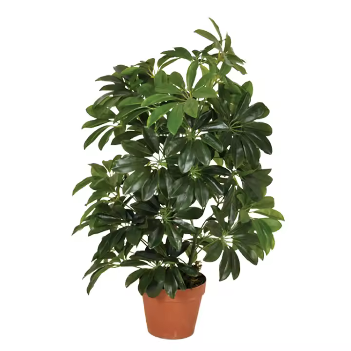 Catral | Planta Artificial Cheflera 65 Cm | Plantas Artificiales Realistas | Decoración Para Hogar Y Oficina | Planta Artificial Grande | Perfecta Para Ambientes Modernos - 1