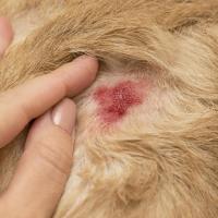 Chemicaliberica Spray Protector de Heridas Aludermin 270 Ml para Múltiples Especies - details 1