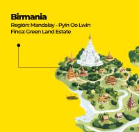 KAFI Café de Birmania 100 % Arábica en grano – Café de especialidad, Café en grano tostado fresco semanal - details 0