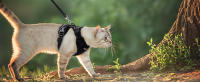 Correa Y Arnés Para Gatos Para Pasear Resistente Al Escape Vestido Suave Ajustable Fácil Control Para El Manejo De Los Gatos - details 2