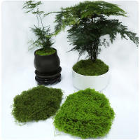 1PC DIY Hierba Artificial Verde Fresca Moss Para Jardín Terrariums Decoración De Centros De Mesa De Boda Micro Paisaje De Leno - details 11
