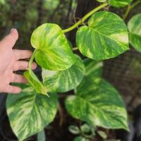 Planta Natural Pothos Potus - Potho Epipremnum- Envio - Purificadora de Aire- Planta duradera - fácil cuidado - Adaptable a diferentes zonas - Altura entre 80cm  y 90cm - planta del dinero - details 1