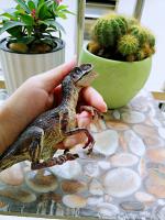 Juguete De Dinosaurio Velociraptor Para Niños Con Mandíbula Móvil Juego Y Colección De Dilophosaurus Realista Para Edades 3-12+ - details 10