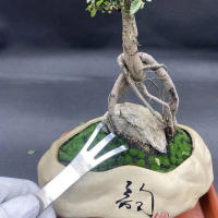 Rake De Acero Inoxidable Para Bonsái Y Plantas En Macetas 3 Ramas Herramienta Para Suavizar La Tierra Resistente Al Rusticidad Para Jardinería En El Hogar - details 3